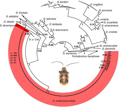 CO1 barcodes resolve an asymmetric biphyletic clade for Diabrotica undecimpunctata subspecies and provide nucleotide variants for differentiation from related lineages using real-time PCR